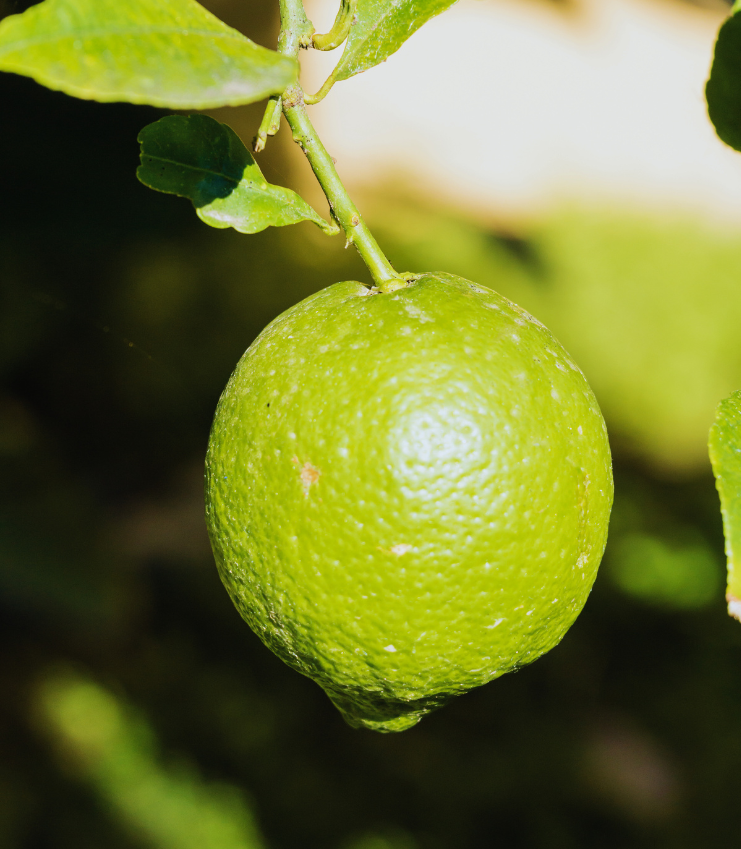 Diseño sin título (42)