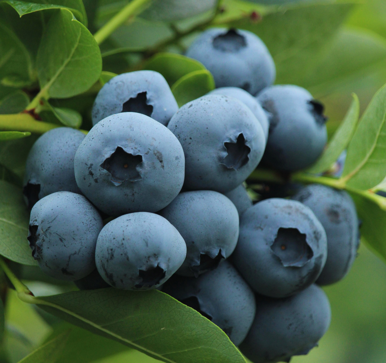 Diseño sin título (50)